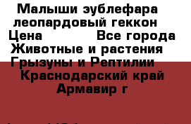 Малыши эублефара ( леопардовый геккон) › Цена ­ 1 500 - Все города Животные и растения » Грызуны и Рептилии   . Краснодарский край,Армавир г.